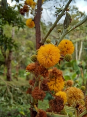 Vachellia pennatula