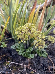 Diplaspis cordifolia