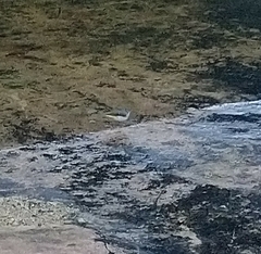 Motacilla cinerea cinerea