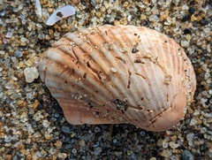 Arcidae