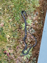 Hierophis viridiflavus carbonarius