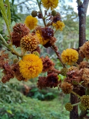 Vachellia pennatula