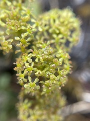 Diplaspis cordifolia