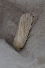 Mythimna pallens