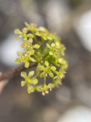 Diplaspis cordifolia