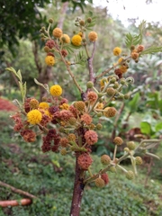 Vachellia pennatula