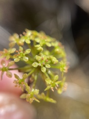 Diplaspis cordifolia