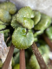 Diplaspis cordifolia