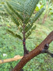 Vachellia pennatula