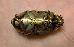 Chrysina kalinini