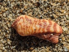 Arca zebra