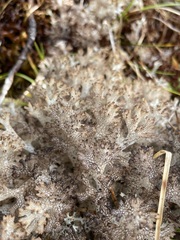 Pulchrocladia retipora
