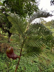 Vachellia pennatula