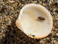 Dallocardia muricata