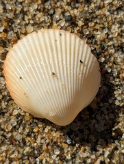Dallocardia muricata
