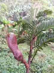 Vachellia pennatula