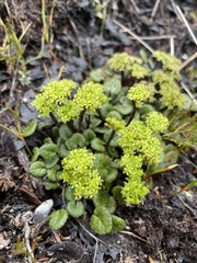 Diplaspis cordifolia