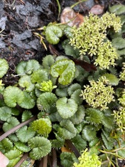 Diplaspis cordifolia