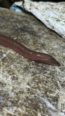 Monopterus albus