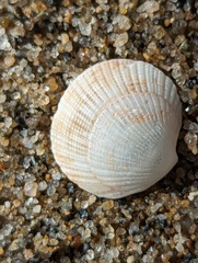 Ctena orbiculata