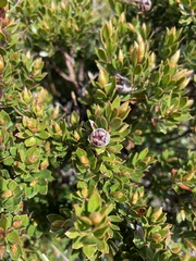 Leptospermum nitidum