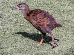 Gallirallus australis