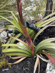 Blandfordia punicea