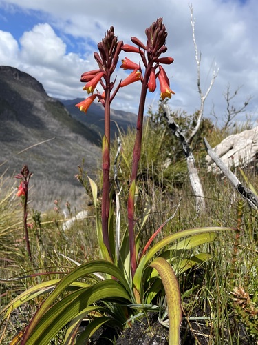 Image of Blandfordia punicea by (c) Matt Berger, some rights reserved (CC BY)