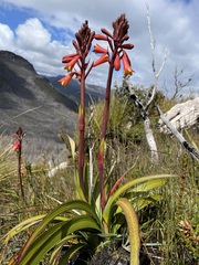 Blandfordia punicea
