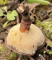 Polyporus decurrens