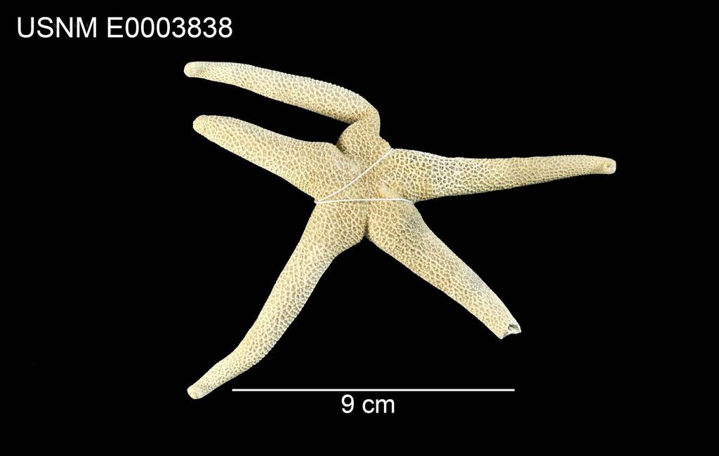 Odontohenricia