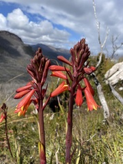 Blandfordia punicea