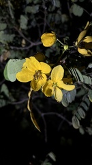 Senna surattensis