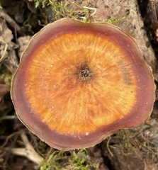 Polyporus decurrens