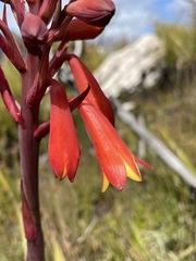 Blandfordia punicea