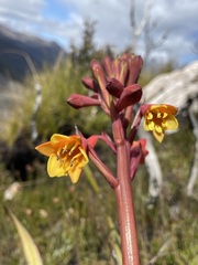 Blandfordia punicea