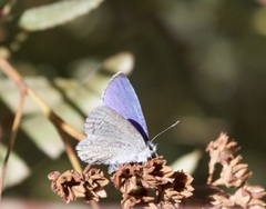 Celastrina