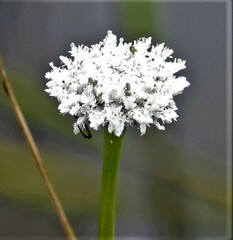 Eriocaulon