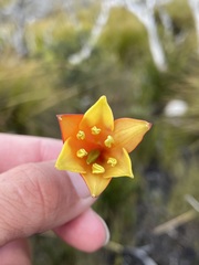 Blandfordia punicea