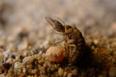 Myrmeleon formicarius