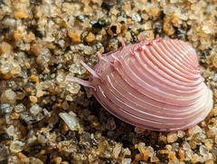 Hysteroconcha dione
