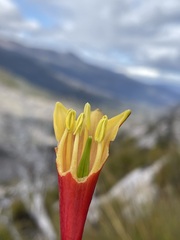 Blandfordia punicea