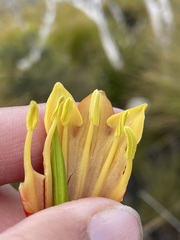 Blandfordia punicea