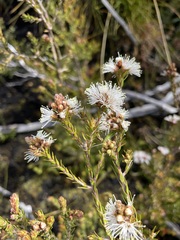 Melaleuca squamea