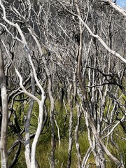 Platycercus caledonicus