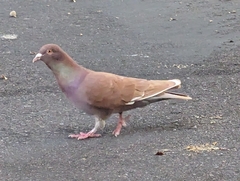 Columba livia domestica