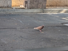 Columba livia domestica