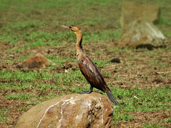 Phalacrocorax fuscicollis