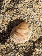 Arcoidea