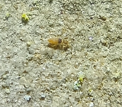 Entomobrya nigrocincta